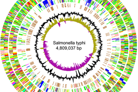 Diagram of coloured circular image showing the sequence of Salmonella typhi bacterial genome